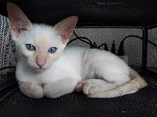 Magnifiques Bébés Siamois prêts à quitter - Photo 3