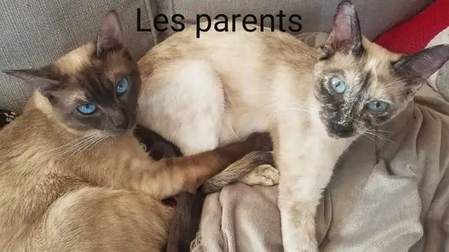 Magnifiques Bébés Siamois prêts à quitter - Photo 4