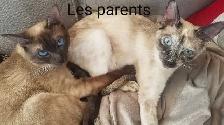 Magnifiques Bébés Siamois prêts à quitter - Photo 4