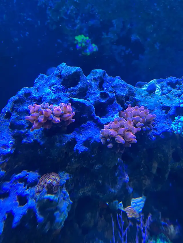 anemone coral