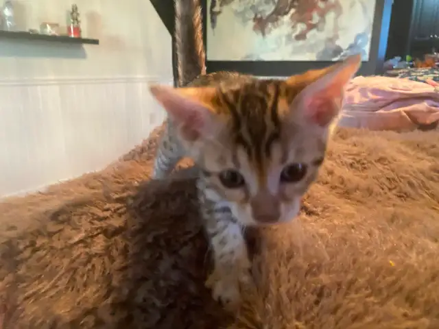 Chaton bengal mélanger. Siamois - Photo 3