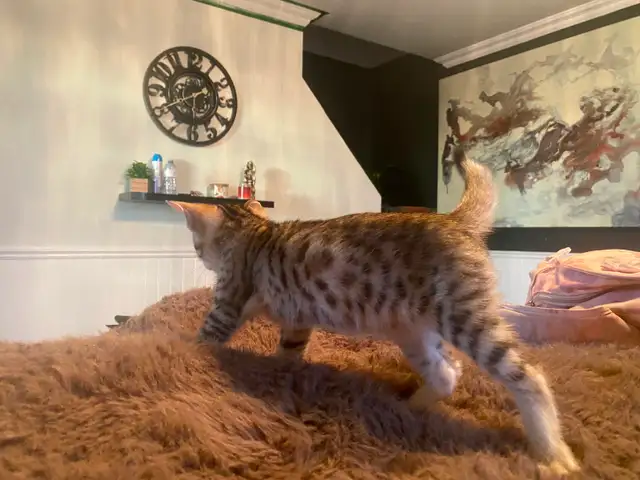 Chaton bengal mélanger. Siamois - Photo 4