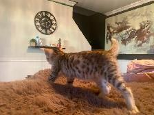 Chaton bengal mélanger. Siamois - Photo 4