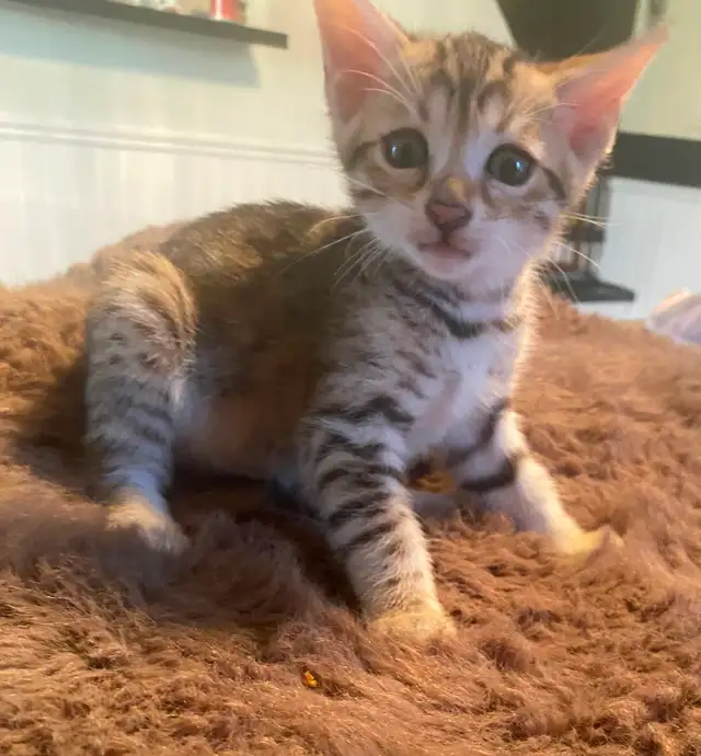 Chaton bengal mélanger. Siamois - Photo 5