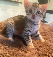 Chaton bengal mélanger. Siamois - Photo 5