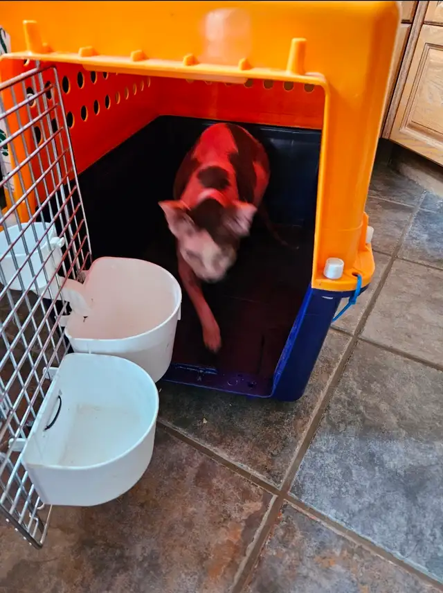 PET CARRIER CRATES - Photo 5