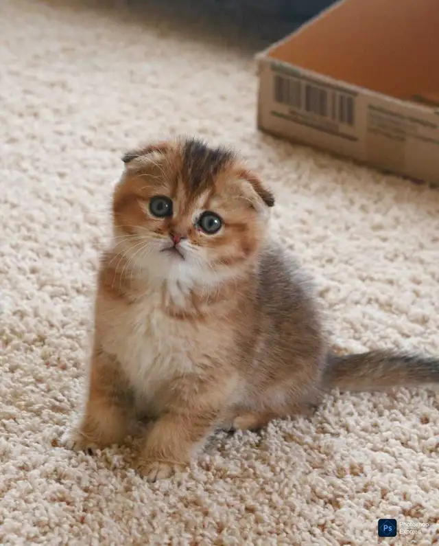 Scottish folded kitten ready for re-home