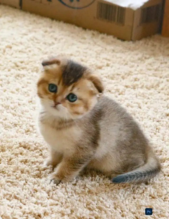 Scottish folded kitten ready for re-home - Photo 3