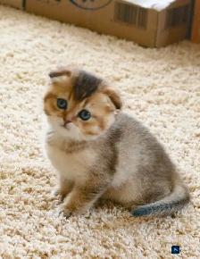 Scottish folded kitten ready for re-home - Photo 3