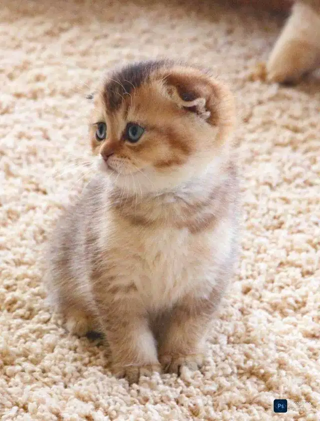 Scottish folded kitten ready for re-home - Photo 4