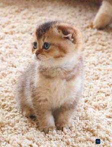Scottish folded kitten ready for re-home - Photo 4
