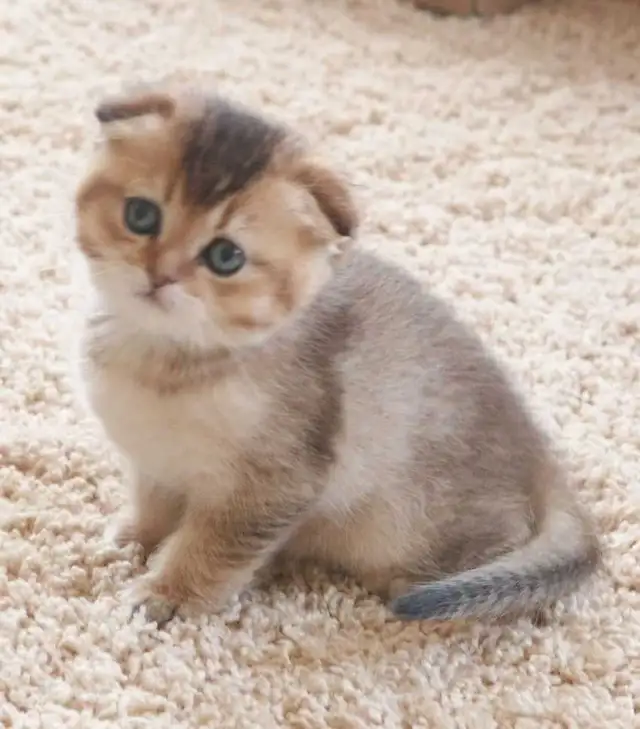 Scottish folded kitten ready for re-home - Photo 5