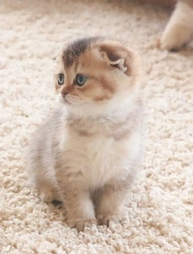 Scottish folded kitten ready for re-home - Photo 7