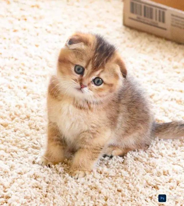 Scottish folded kitten ready for re-home - Photo 8