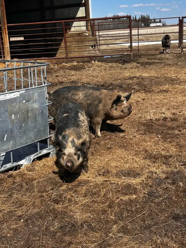 kune kune gilt pigs