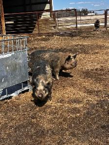 kune kune gilt pigs