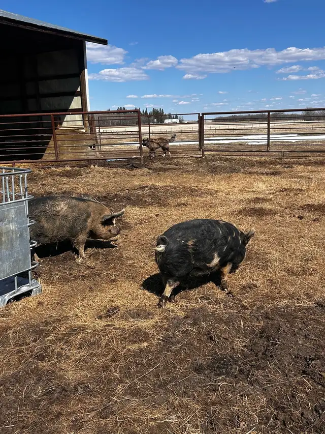 kune kune gilt pigs - Photo 2