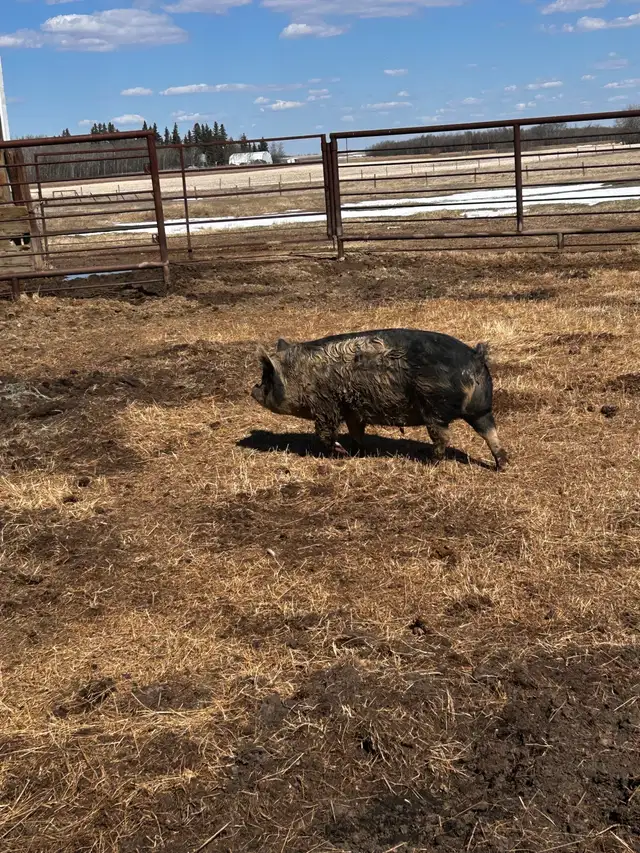 kune kune gilt pigs - Photo 3