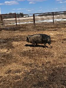 kune kune gilt pigs - Photo 3