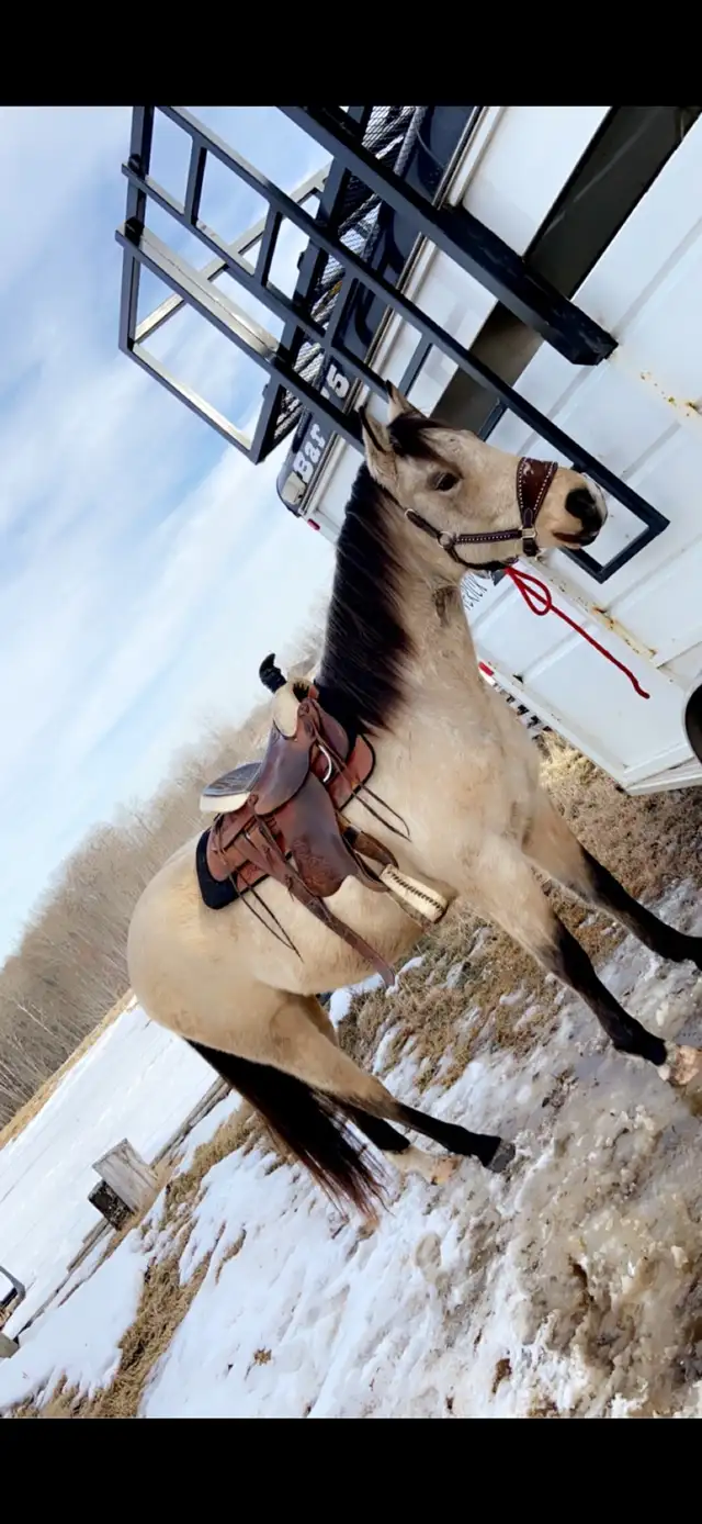 quarter horse gelding