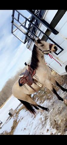 quarter horse gelding