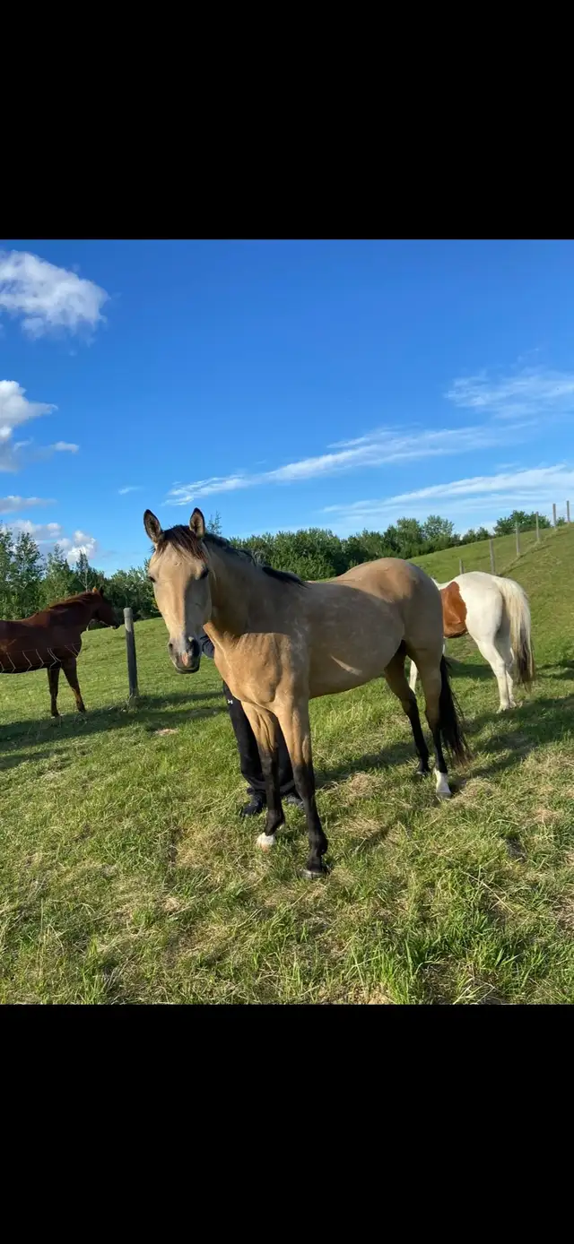 quarter horse gelding - Photo 2