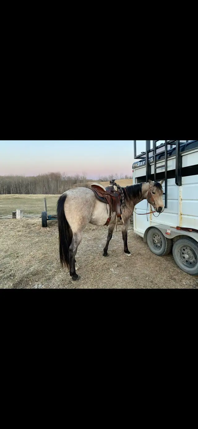 quarter horse gelding - Photo 3
