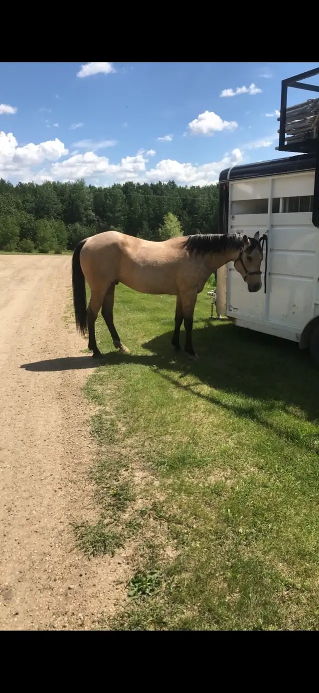 quarter horse gelding - Photo 4