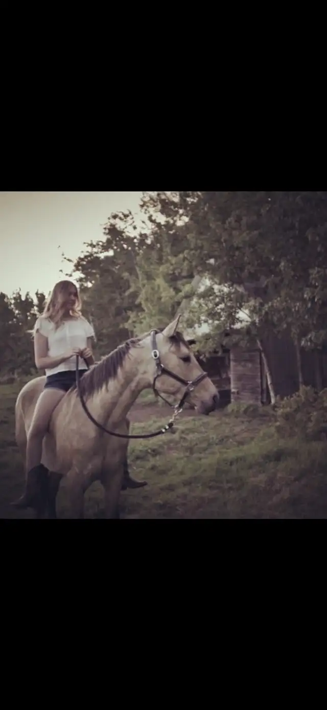 quarter horse gelding - Photo 5