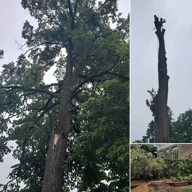 TORONTO TREE GUYS - TREE REMOVAL - PRUNING - LICENSED & INSURED - Photo 3