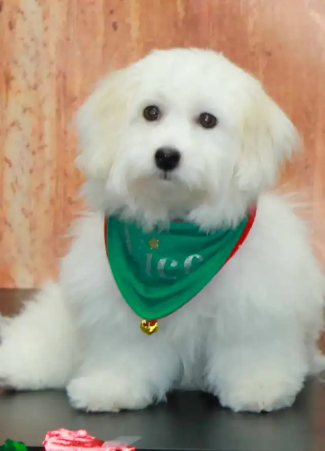 1 year old female Coton de tulear
