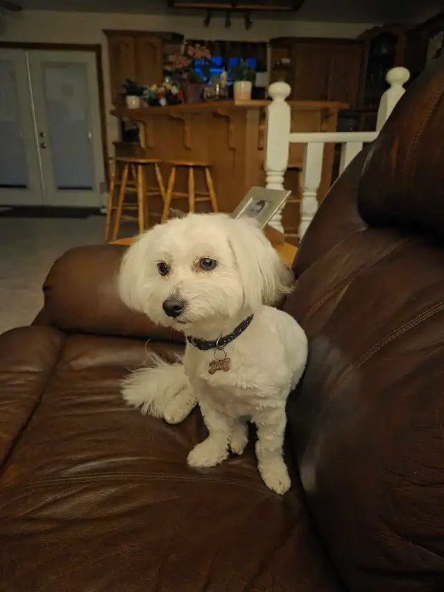 1 year old female Coton de tulear - Photo 2