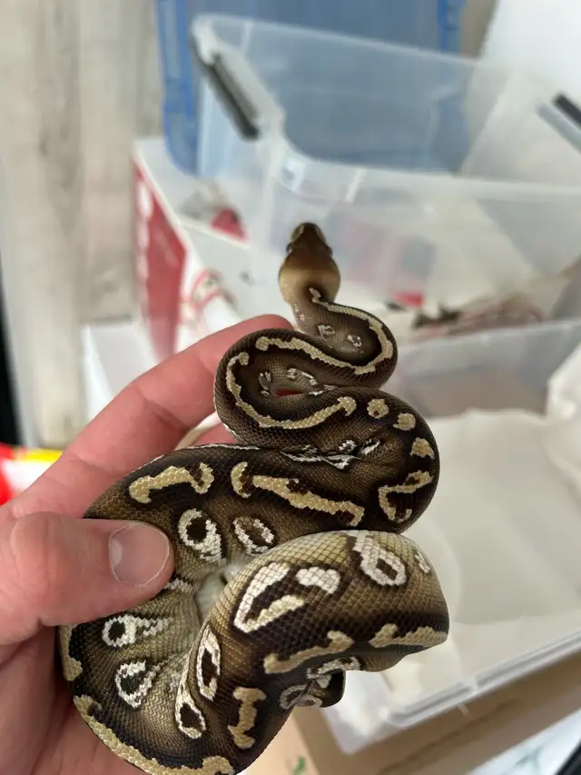 python royal avec equipement