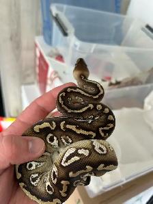 python royal avec equipement