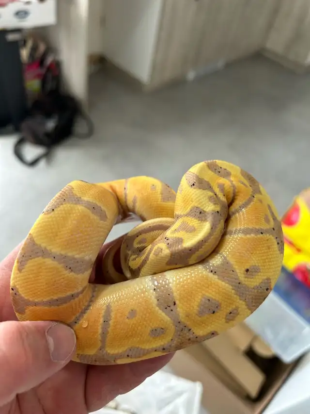 python royal avec equipement - Photo 3