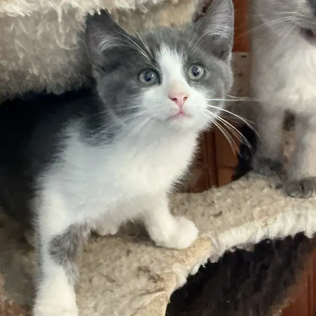 Pretty  Kitty - Photo 2