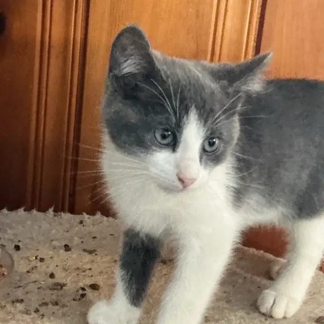 Pretty  Kitty - Photo 3