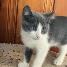 Pretty  Kitty - Photo 3
