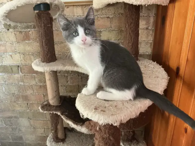 Pretty  Kitty - Photo 4