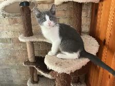 Pretty  Kitty - Photo 4