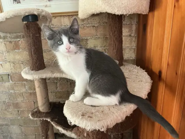 Pretty  Kitty - Photo 5