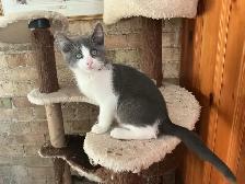 Pretty  Kitty - Photo 5