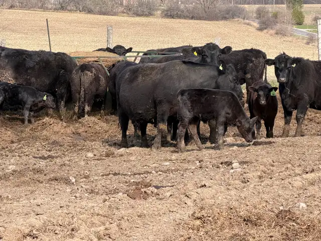 purbreed angus for sale