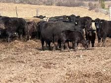 purbreed angus for sale