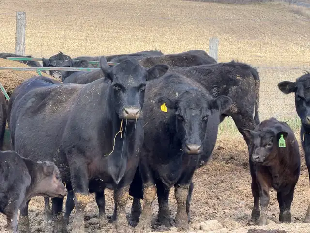 purbreed angus for sale - Photo 4