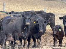 purbreed angus for sale - Photo 4