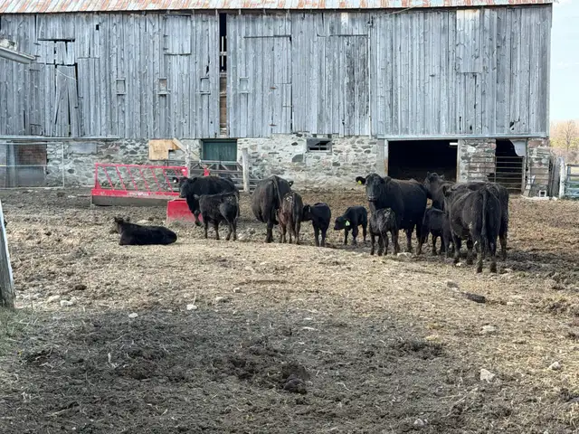 purbreed angus for sale - Photo 6
