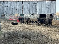 purbreed angus for sale - Photo 6