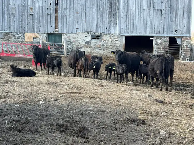 purbreed angus for sale - Photo 7