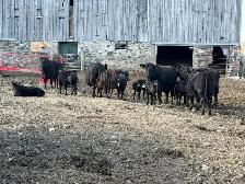 purbreed angus for sale - Photo 7